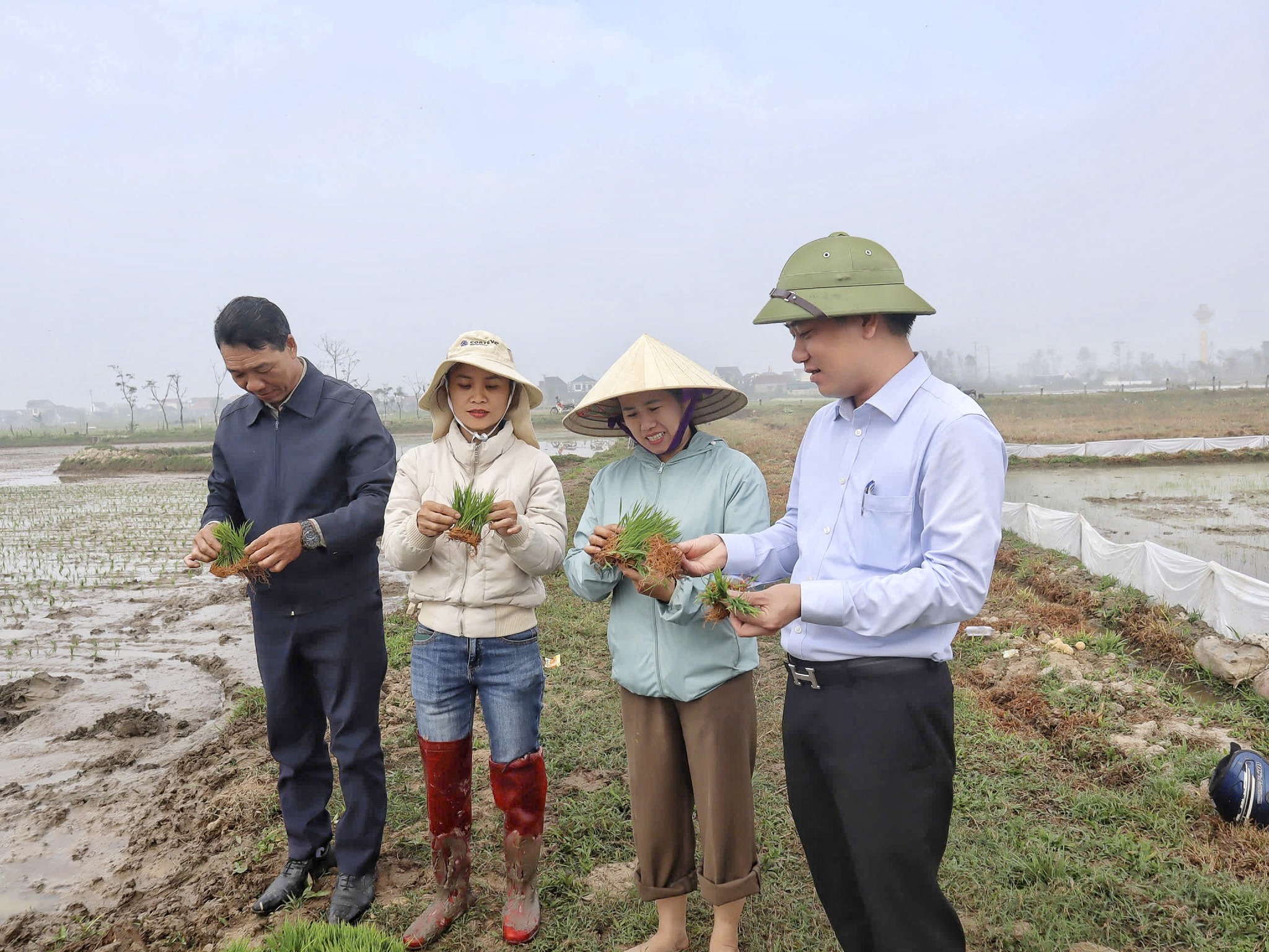 Xã Can Lộc cấy 5,6 ha lúa hữu cơ theo chuỗi giá trị Quế Lâm