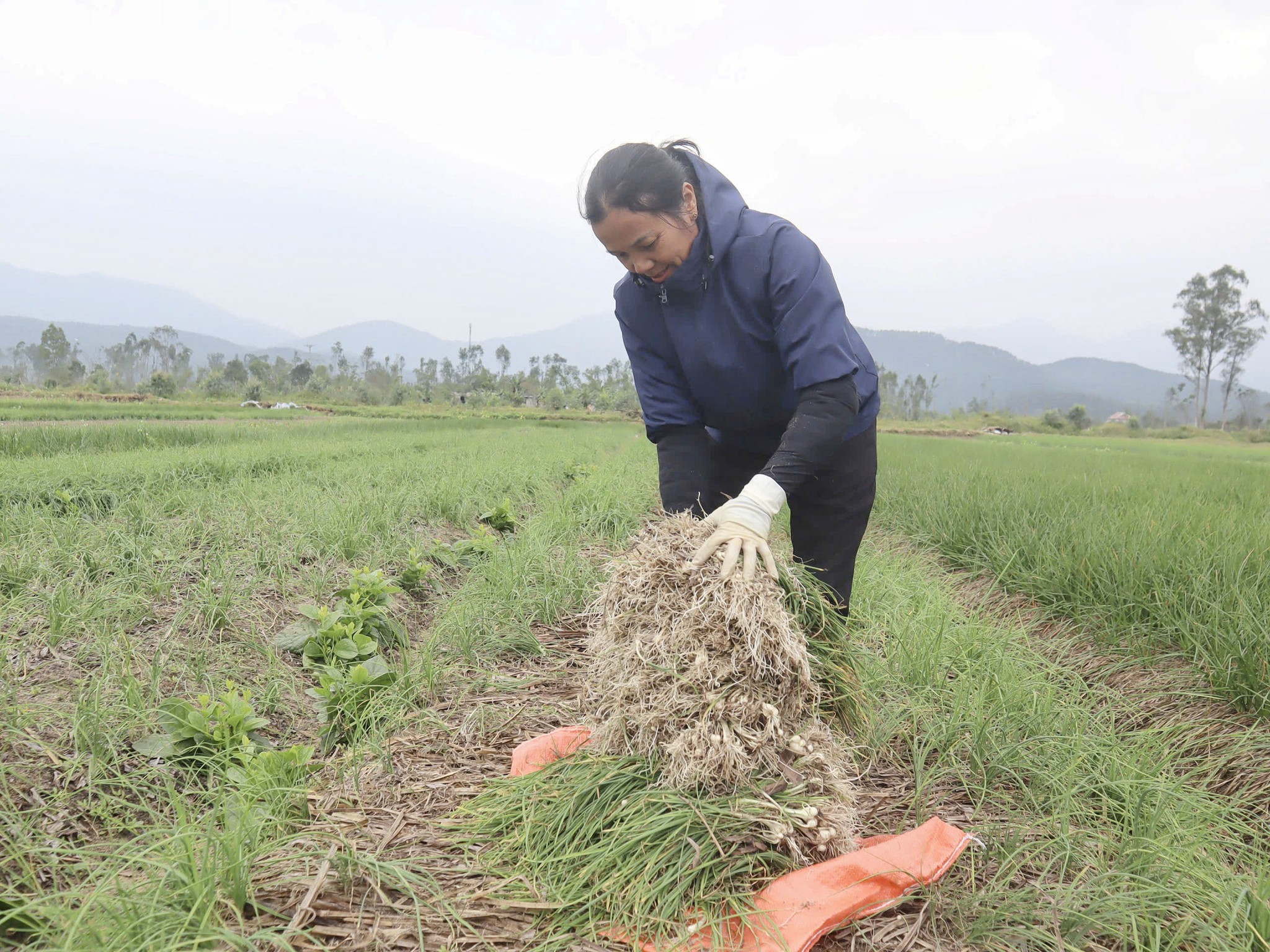 Hành tăm đầu mùa được giá, nông dân xã Can Lộc phấn khởi
