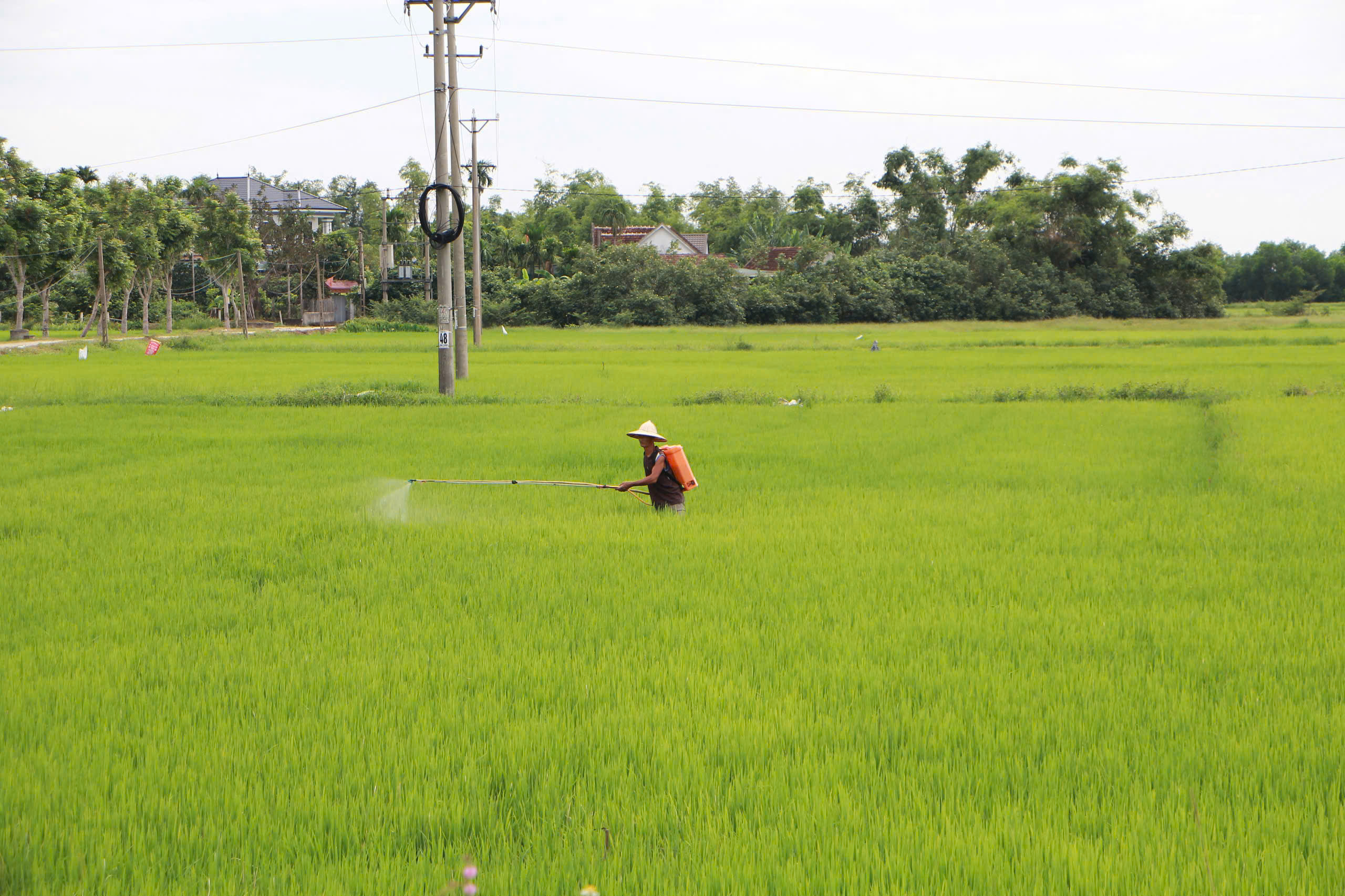 NÔNG DÂN CAN LỘC CHỦ ĐỘNG PHÒNG TRỪ SÂU BỆNH GIAI ĐOẠN LÚA LÀM ĐÒNG