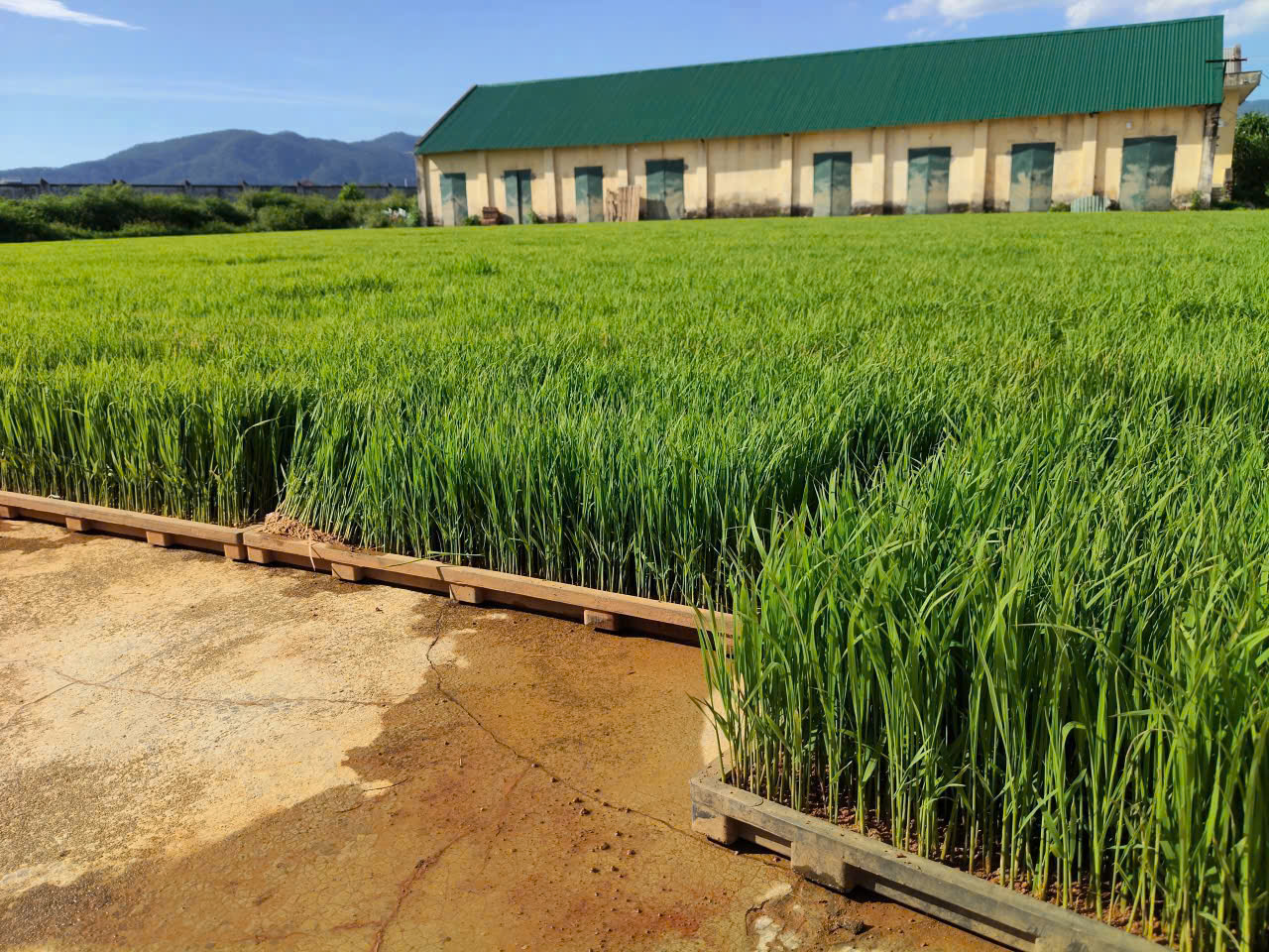 Xã Can Lộc cấy 11, 04 ha lúa hữu cơ theo chuỗi giá trị Quế Lâm.